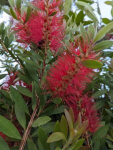 Callistemon rince-bouteille arbuste persistant à fleurs rouges décoratives pour jardin méditerranéen