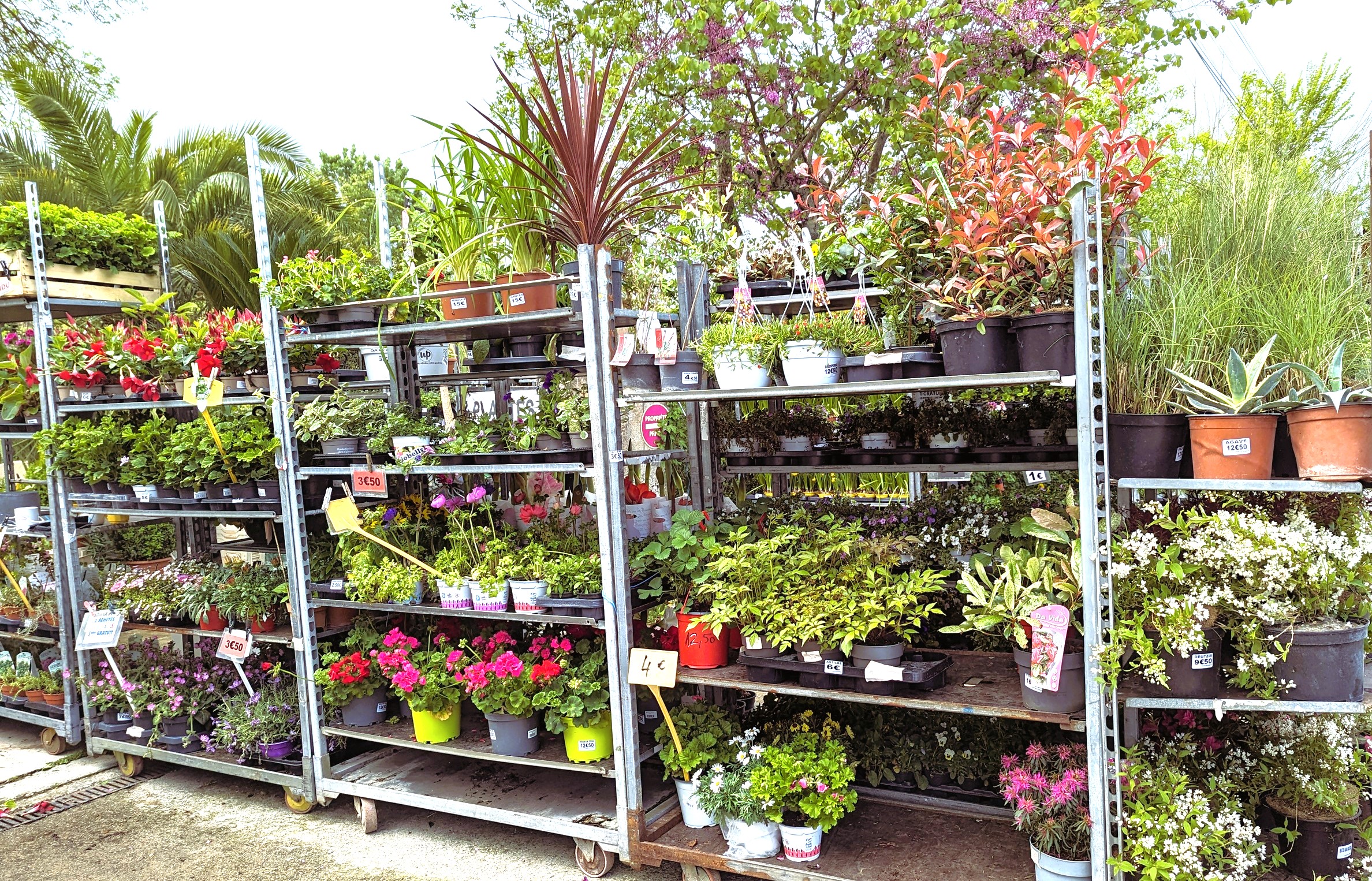 destockage de plantes, arbres arbustes à prix promo bax Toulouse