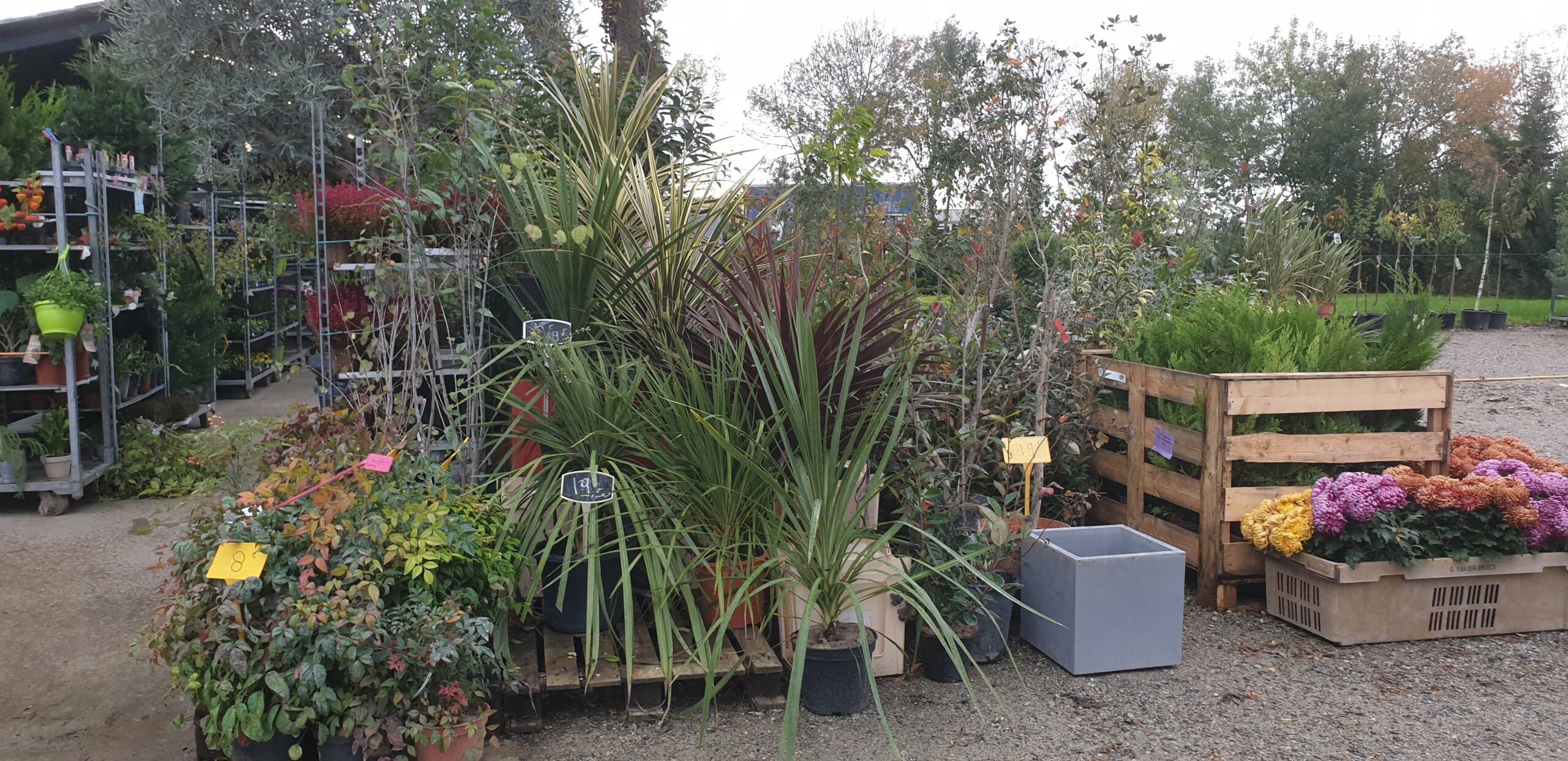 Végétaux et plantes arbustes et arbres pour planter dans le jardin