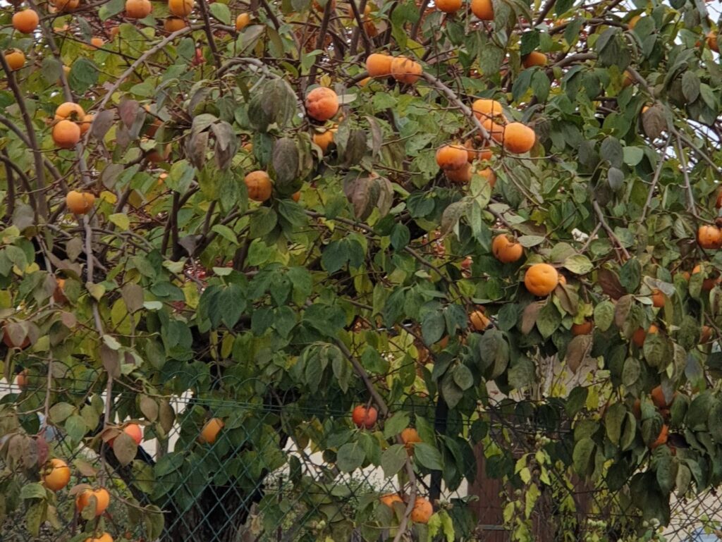 kaki fuyu pleins de fruits