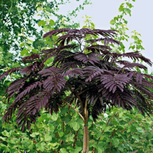 Jeune Albizia chocolat planté dans un jardin méditerranéen