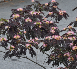 Fleurs roses soyeuses d’Albizia julibrissin en pleine floraison estivale