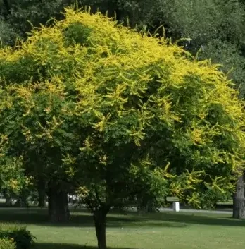 arbre moyen koelteria ou savonier ou arbre à lanterne