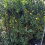 CYPRES DE LEILAND Cyprès de Leyland croissance rapide haie persistante Toulouse