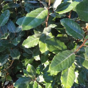 Elaeagnus arbuste persistant feuillage argenté ou panaché idéal pour haie résistante chaleur