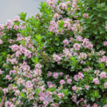 ESCALONIA PINK ELLES (3) escalonia arbuste de haie persistant fleuri