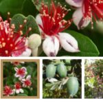 FEIJOA (3) Feijoa sellowiana arbuste persistant fleurs rouges fruits comestibles