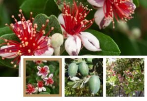 Feijoa Coolidge goyavier du Brésil arbuste persistant fruitier exotique adapté au climat occitan