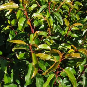 Laurier du Portugal arbuste persistant feuillage vert foncé dense idéal pour haie Toulouse