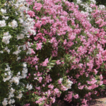 LAURIER ROSE (2) Laurier-rose floraison estivale haie persistante climat chaud Toulouse