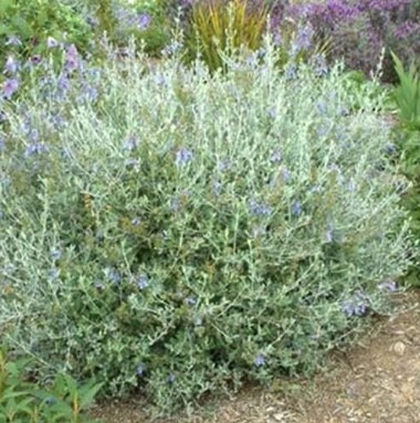 Teucrium fruticans arbuste méditerranéen persistant à feuillage argenté et fleurs bleues Toulouse