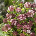 laurier-tin Laurier-tin Viburnum tinus arbuste persistant floraison hivernale