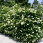 troene du japon - ligustrum japonicum (3) Troène persistant Ligustrum haie rapide et résistante chaleur Toulouse