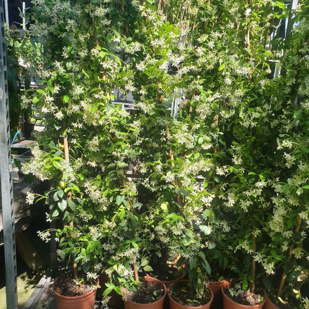 Jasmin étoilé en pleine floraison, fleurs blanches en étoile sur feuillage vert brillant, plante grimpante persistante palissée contre un mur