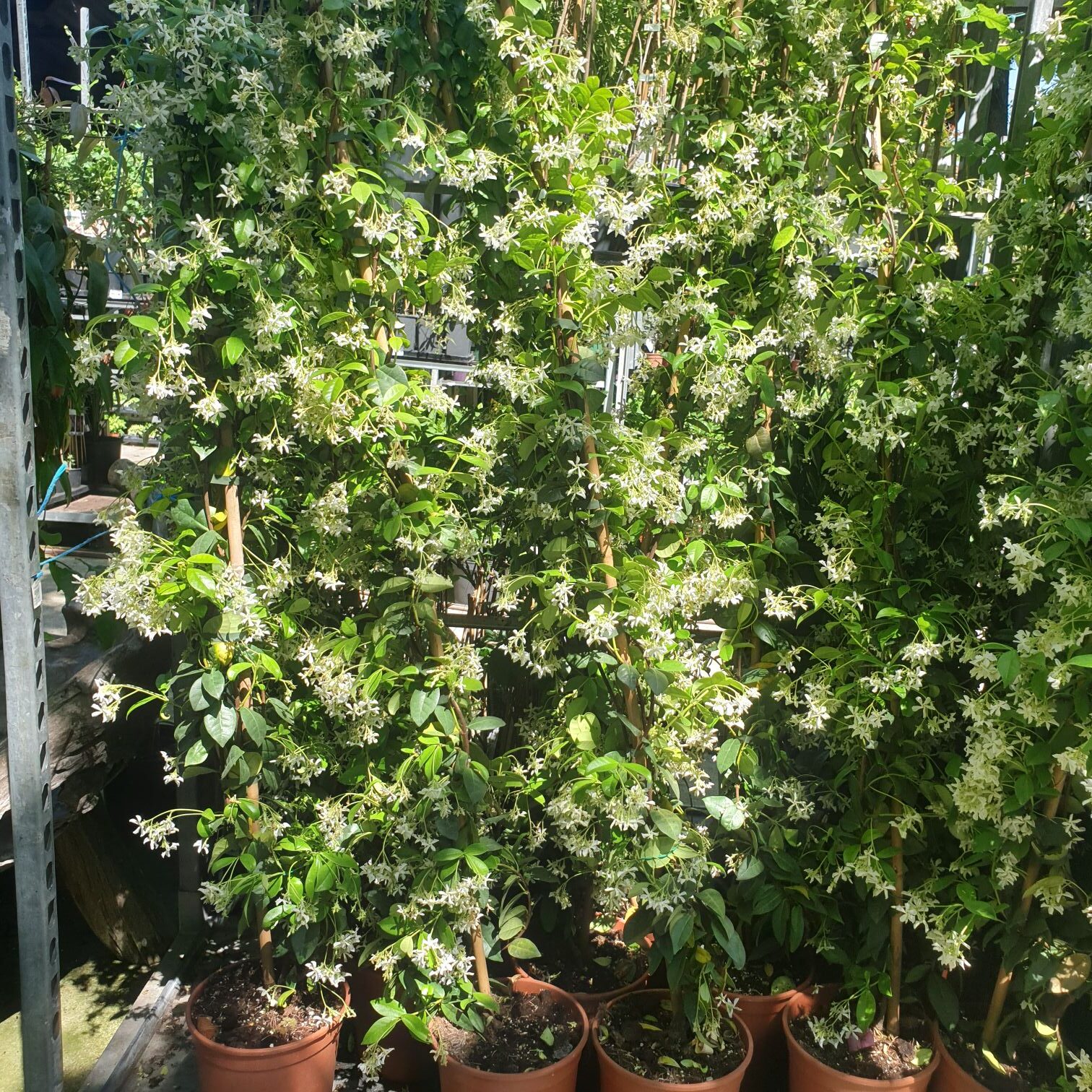 Jasmin étoilé en pleine floraison, fleurs blanches en étoile sur feuillage vert brillant, plante grimpante persistante palissée contre un mur
