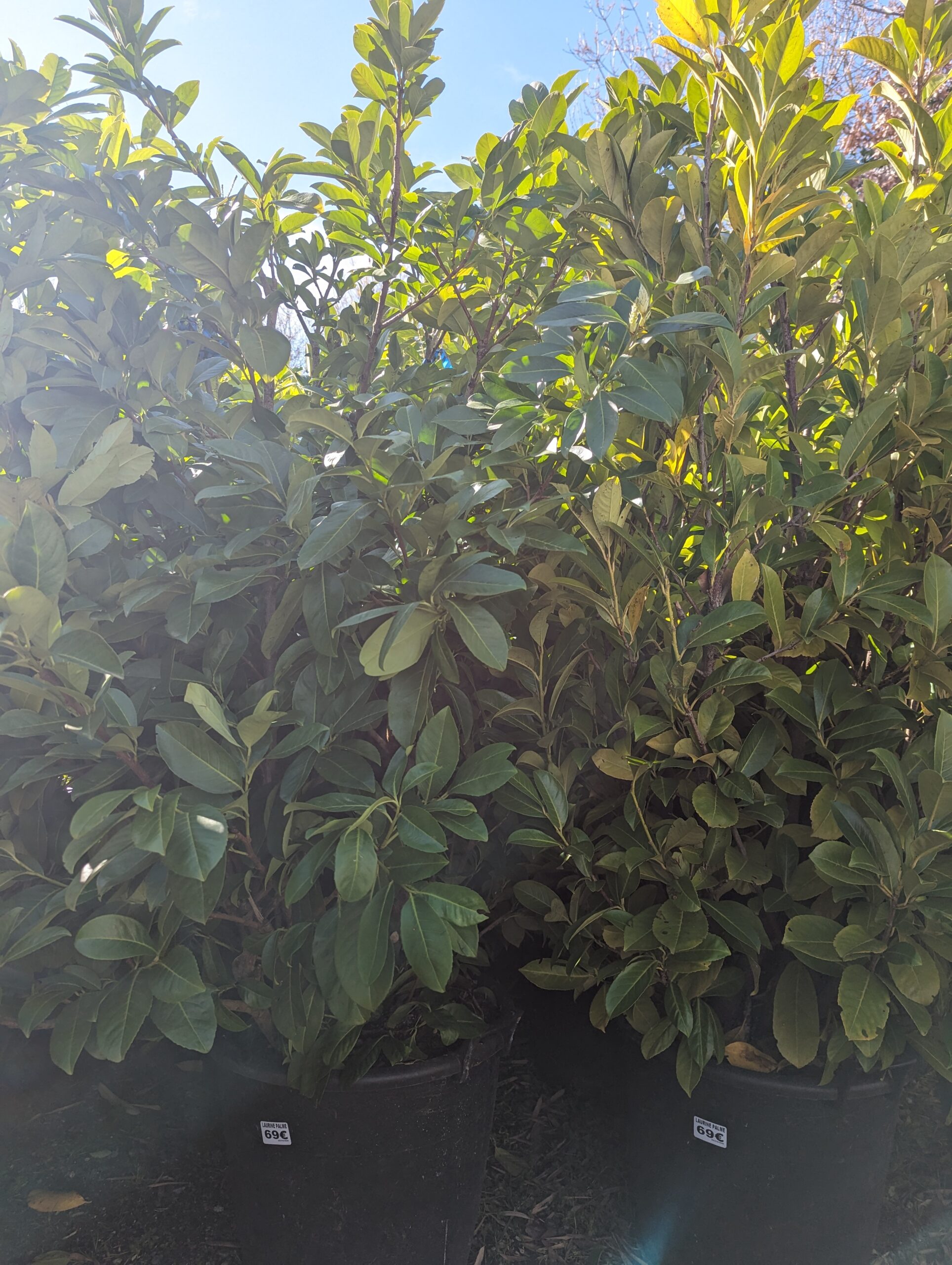 Laurier palme Prunus laurocerasus, arbuste persistant pour haie, feuillage vert brillant, croissance rapide, Toulouse Occitanie