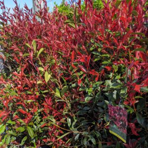 Photinia Red Robin arbuste persistant à jeunes pousses rouges idéal pour haie décorative Toulouse Occitanie