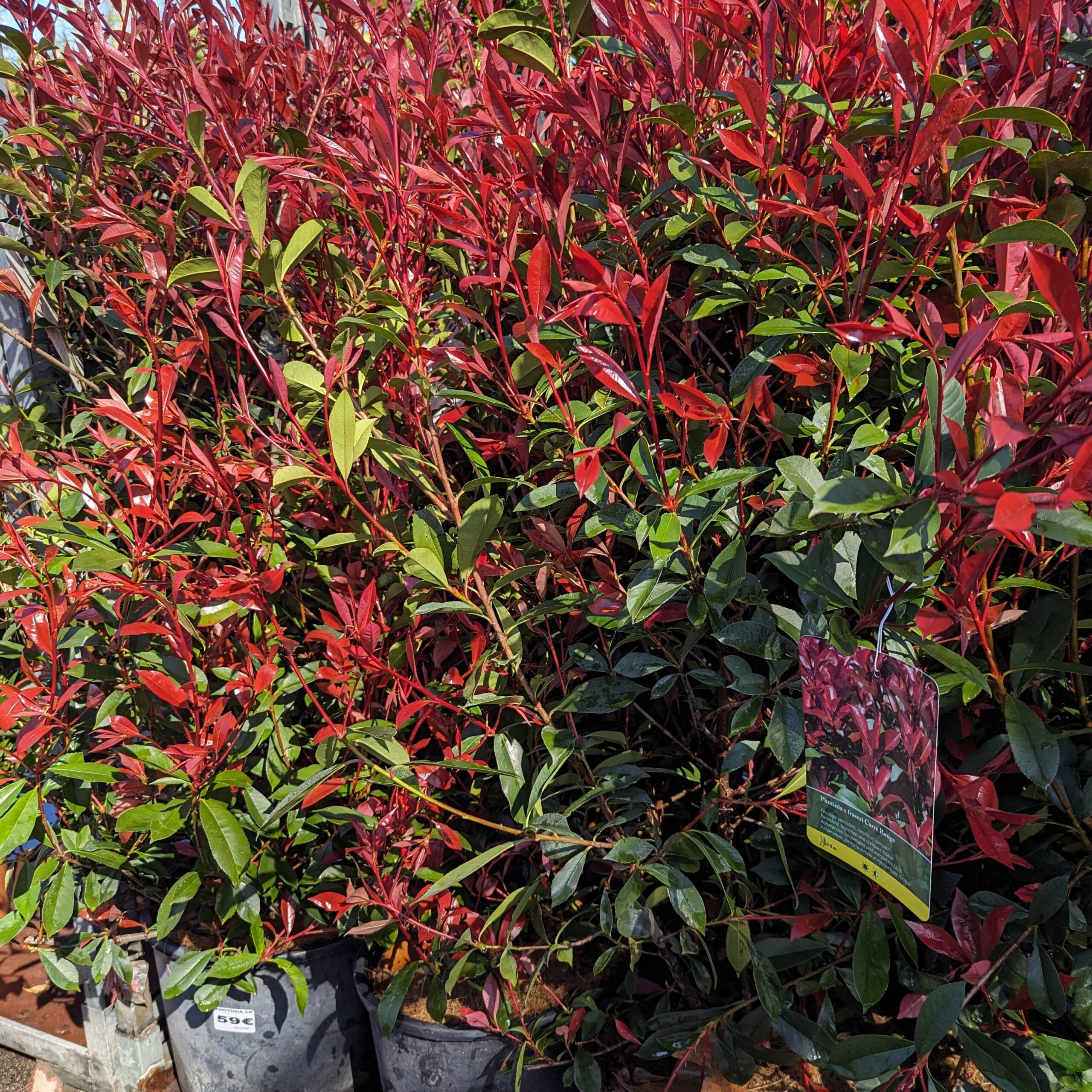 Photinia Carré Rouge arbuste persistant compact à jeunes pousses rouge foncé idéal pour haie basse décorative Toulouse Occitanie