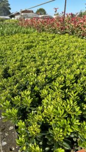 Pittosporum tobira arbuste persistant parfumé idéal pour haie méditerranéenne à Toulouse Occitanie