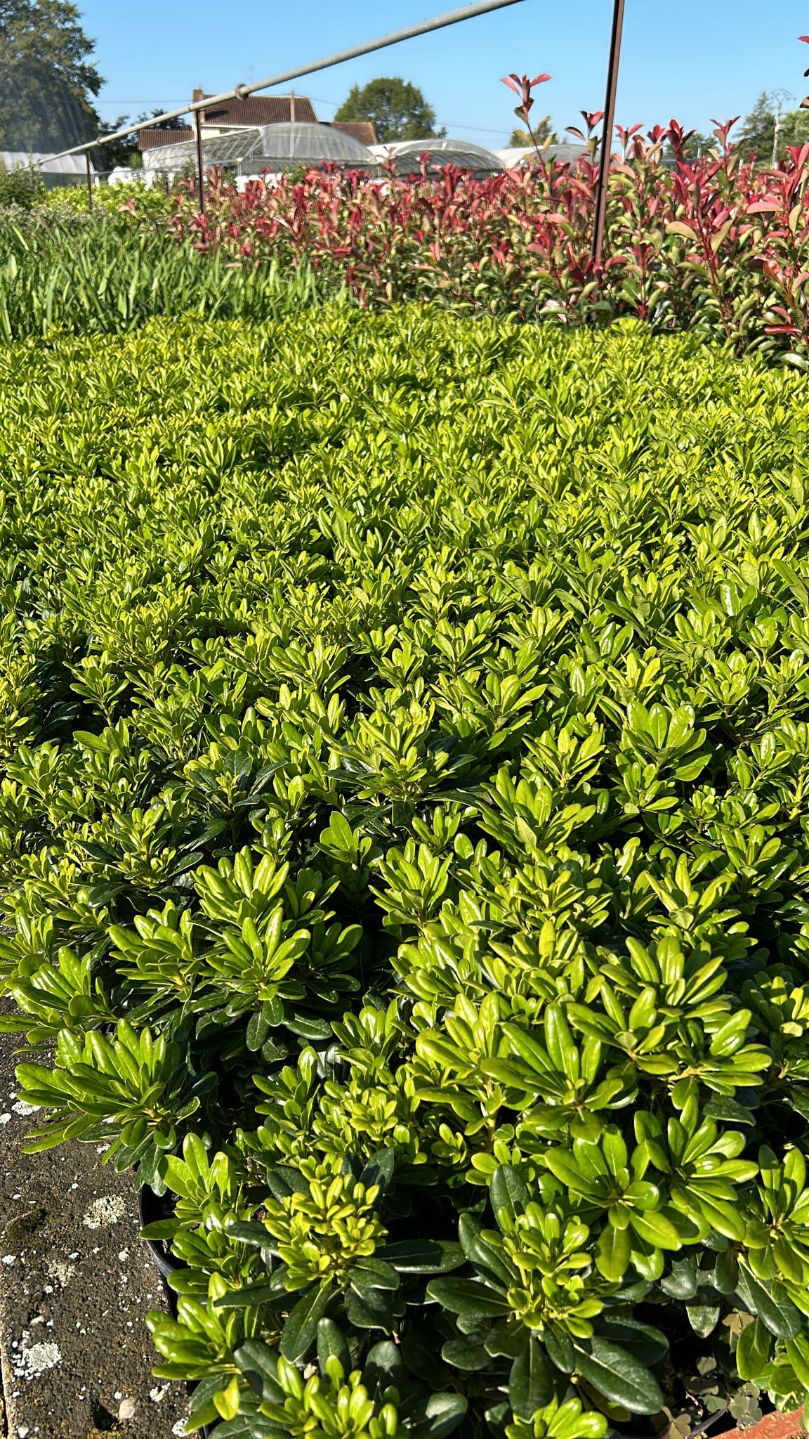 Pittosporum tobira arbuste persistant parfumé idéal pour haie méditerranéenne à Toulouse Occitanie
