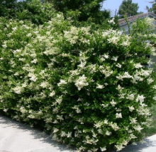 Ligustrum troène persistant arbuste de haie croissance rapide et résistante chaleur Toulouse