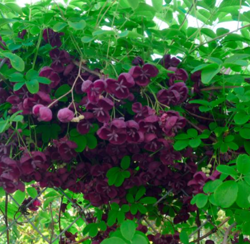 Fleurs pourpres et parfumées d’Akebia quinata, liane chocolat grimpant sur une pergola en bois dans un jardin toulousain.