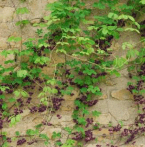 Feuillage vert finement découpé de l’Akebia quinata, plante grimpante rustique idéale pour ombrager une terrasse.