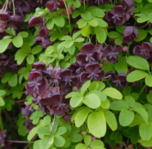 Gousses violettes comestibles de l’Akebia quinata mûrissant à l’automne sur une pergola ensoleillée.