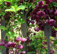 Fleurs pourpres et parfumées d’Akebia quinata, liane chocolat grimpant sur une pergola en bois dans un jardin toulousain.