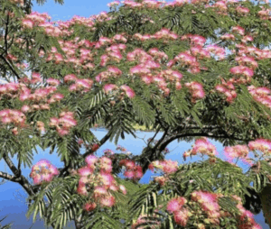Arbre à soie ‘Umbrella’ avec fleurs roses soyeuses et port en ombrelle
