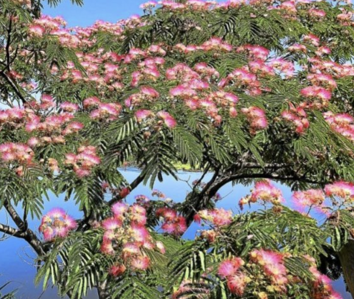 Arbre à soie ‘Umbrella’ avec fleurs roses soyeuses et port en ombrelle