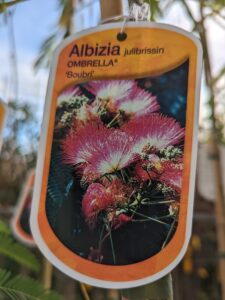 Feuillage ajouré de l’Albizia ‘Umbrella’ créant une ombre lumineuse dans un jardin méditerranéen