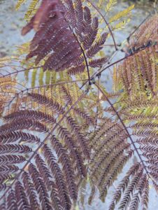 Fleurs roses soyeuses d’Albizia julibrissin en pleine floraison estivale