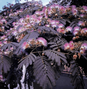 Albizia ‘Chocolate Summer’ au feuillage brun pourpré sous le soleil