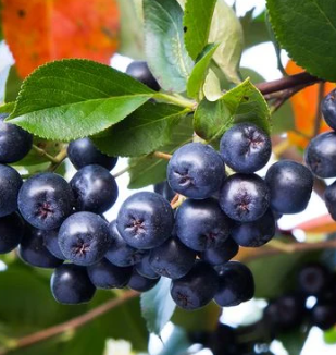 grappe d aronia melanocarpa petit fruit antioxydant dans un jardin de Toulosue