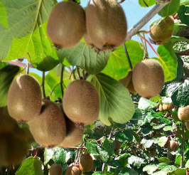 plante grimpante ornementale et fruitière cultivée dans un jardin ensoleillé près de Toulouse