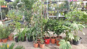Promotion sur les plantes originales et végétaux rares à Saint-Sauveur