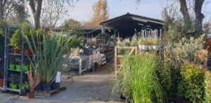 Jardinerie de destockage avec vivaces, graminées et couvre-sols à petit prix