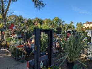 Vente discount de plantes d’intérieur et plantes vertes à Bax Fleurs et Plantes