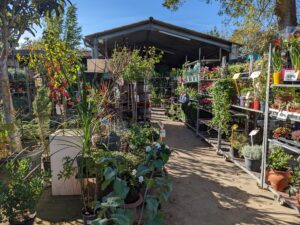 Destockage massif d’arbustes fleuris et arbres fruitiers près de Toulouse