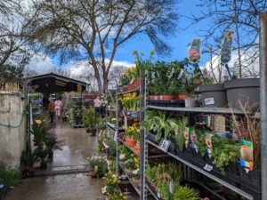 Arrivage de plantes et arbustes en destockage à la jardinerie Bax Fleurs et Plantes Toulouse