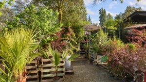 Bax Fleurs et Plantes, jardinerie discount avec arrivages quotidiens de végétaux variés