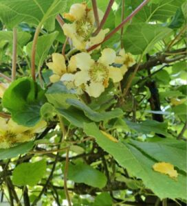 Lianes et fleurs blanches de kiwi grimpant – Bax Fleurs & Plantes Toulouse.