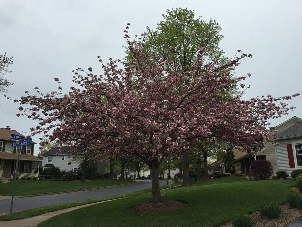 PRUNUS PISSARDI EN FLEURS DANS UN JARDIN TOULOUSAIN