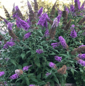 Arbre à papillon en pleine floraison estivale violette à Toulouse