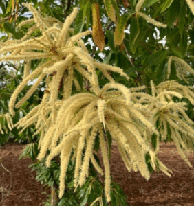 Châtons du châtaignier en grappes allongées et duveteuses, fleurs mâles jaunes pâle sur fond de feuilles vertes