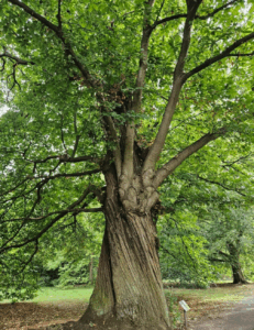 Tronc de châtaignier ancien aux racines apparentes et branches sinueuses, écorce crevassée et feuillage vert dense