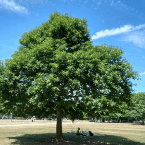Grand châtaignier isolé dans un parc ensoleillé avec deux personnes assises à son ombre, feuillage dense et vert