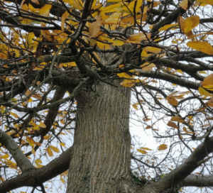 tronc-chataignier-automne-feuilles-dorees-detail-ecorce-branches chataignier-feuillage-automnal-jaune-orange-ecorce-rugueuse arbre-chataignier-saison-automne-nature-foret