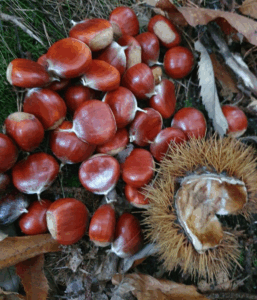 Bogues de châtaignier ouvertes et châtaignes brillantes sur un lit de feuilles mortes, détail des pics et des fruit